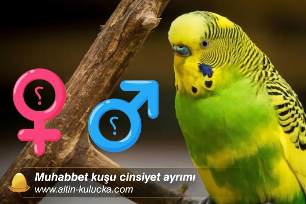 Muhabbet kuşu cinsiyet ayrımı