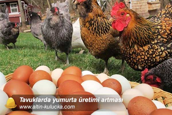 Tavuklarda yumurta üretimi artması