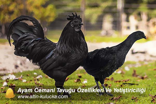 Ayam Cemani Tavuğu Özellikleri Ve Yetiştiriciliği
