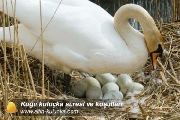 Kuğu kuşu yetiştirmek ve üretmek nasıl olur ? | Altın kuluçka
