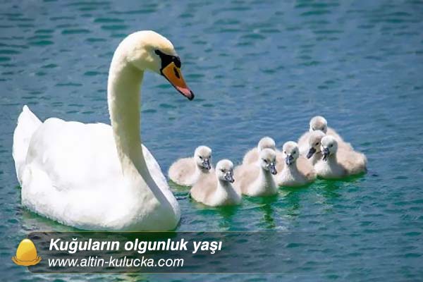 Kuğu kuşu yetiştirmek ve üretmek nasıl olur ? | Altın kuluçka