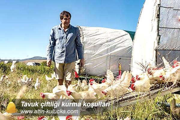Tavuk çiftliği kurma koşulları