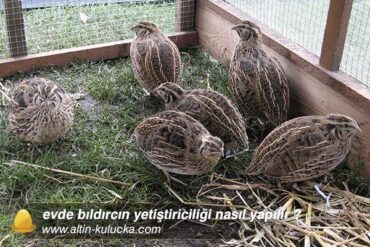 Evde bıldırcın yetiştiriciliği nasıl yapılır ? | Altın Kuluçka