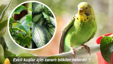 Evcil kuşlar için zararlı bitkiler nelerdir ?