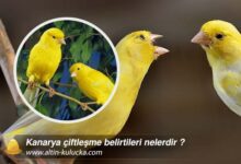 Kanarya çiftleşme belirtileri nelerdir ?