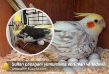 Sultan papağanı yumurtlama sorunları ve tedavisi