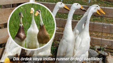 Dik ördek veya indian runner ördeği özellikleri