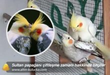 Sultan papağanı çiftleşme zamanı hakkında bilgiler