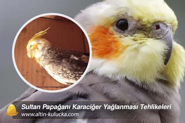 Sultan Papağanı Karaciğer Yağlanması Tehlikeleri