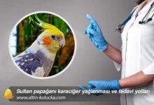 Sultan papağanı karaciğer yağlanması ve tedavi yolları