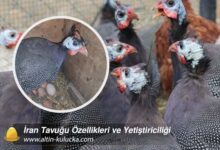 İran Tavuğu Özellikleri ve Yetiştiriciliği