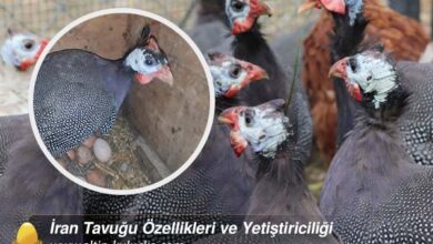 İran Tavuğu Özellikleri ve Yetiştiriciliği