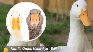 Kaz ile Ördek Nasıl Ayırt Edilir ?