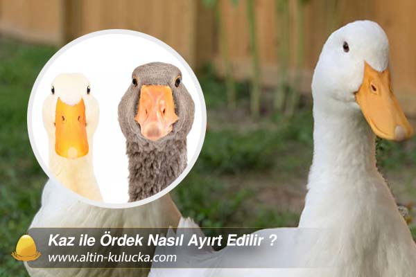 Kaz ile Ördek Nasıl Ayırt Edilir ?