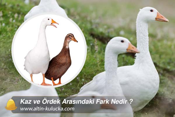 Kaz ve Ördek Arasındaki Fark Nedir ?