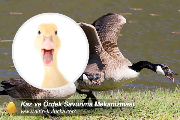 Kaz ve Ördek Savunma Mekanizması