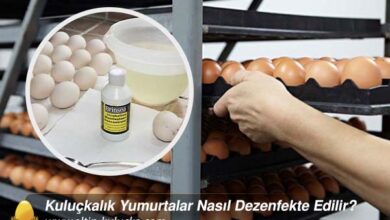 Kuluçkalık Yumurtalar Nasıl Dezenfekte Edilir?