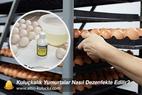 Kuluçkalık Yumurtalar Nasıl Dezenfekte Edilir?