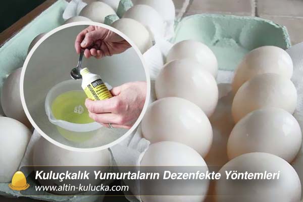 Kuluçkalık Yumurtaların Dezenfekte Yöntemleri