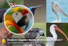 Kuşların Gagaları Neden Birbirinden Farklıdır?