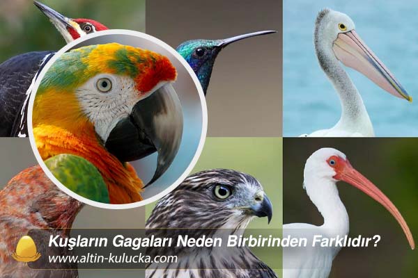 Kuşların Gagaları Neden Birbirinden Farklıdır?