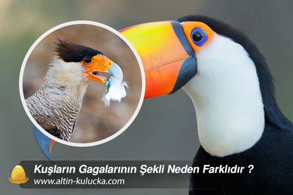 Kuşların Gagalarının Şekli Neden Farklıdır ?