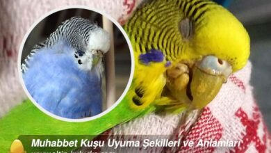Muhabbet Kuşu Uyuma Şekilleri ve Anlamları