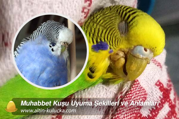 Muhabbet Kuşu Uyuma Şekilleri ve Anlamları