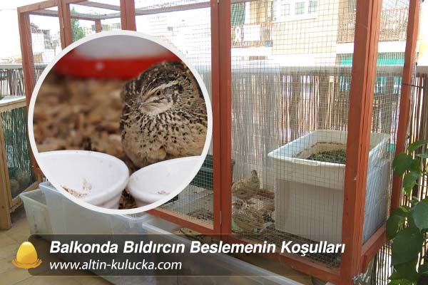 Balkonda Bıldırcın Beslemenin Koşulları