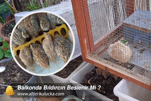 Balkonda Bıldırcın Beslenir Mi ?