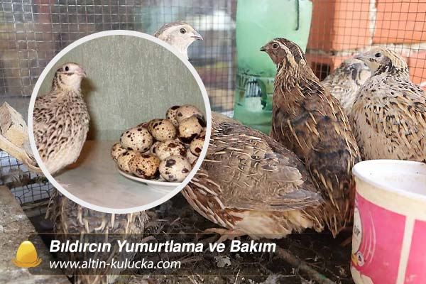 Bıldırcın Yumurtlama ve Bakım