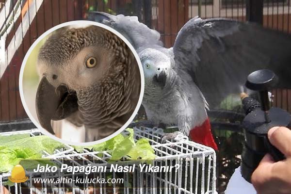 Jako Papağanı Nasıl Yıkanır?