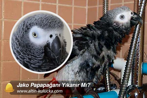 Jako Papapağanı Yıkanır Mı?