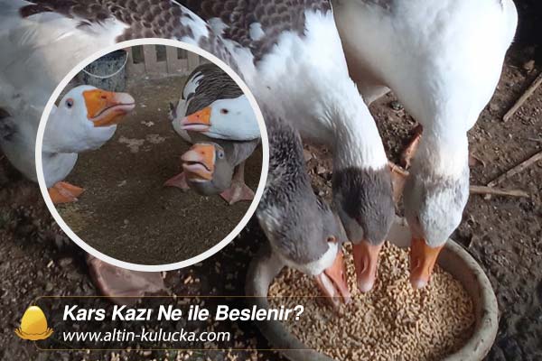 Kars Kazı Ne ile Beslenir?
