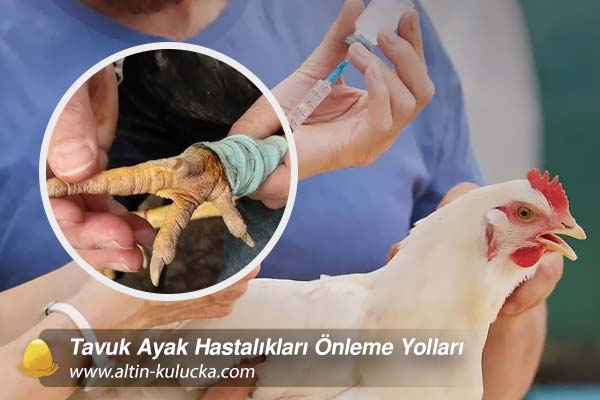 Tavuk Ayak Hastalıkları Önleme Yolları