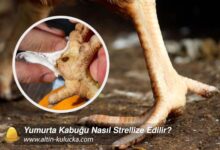 Tavuklarda Yaygın Ayak Hastalıkları