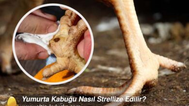 Tavuklarda Yaygın Ayak Hastalıkları