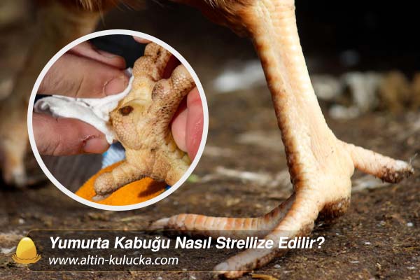 Tavuklarda Yaygın Ayak Hastalıkları