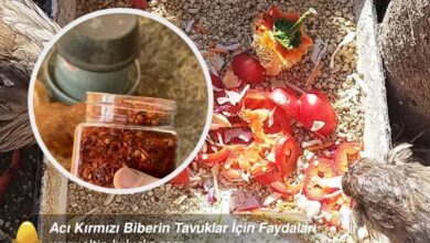 Acı Kırmızı Biberin Tavuklar İçin Faydaları