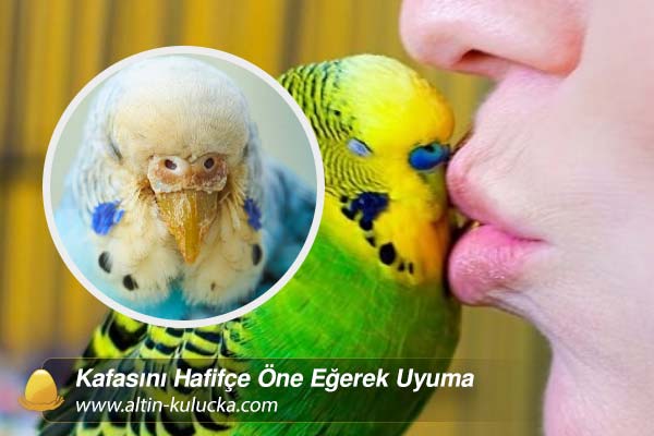 Kafasını Hafifçe Öne Eğerek Uyuma