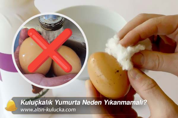 Kuluçkalık Yumurta Neden Yıkanmamalı?