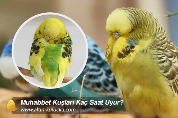 Muhabbet Kuşları Kaç Saat Uyur?