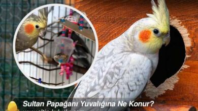 Sultan Papağanı Yuvalığına Ne Konur?