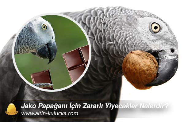 Jako Papağanı İçin Zararlı Yiyecekler Nelerdir?