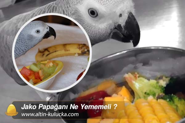 Jako Papağanı Ne Yememeli ?