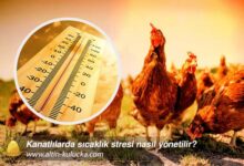 Kanatlılarda sıcaklık stresi nasıl yönetilir?