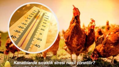 Kanatlılarda sıcaklık stresi nasıl yönetilir?