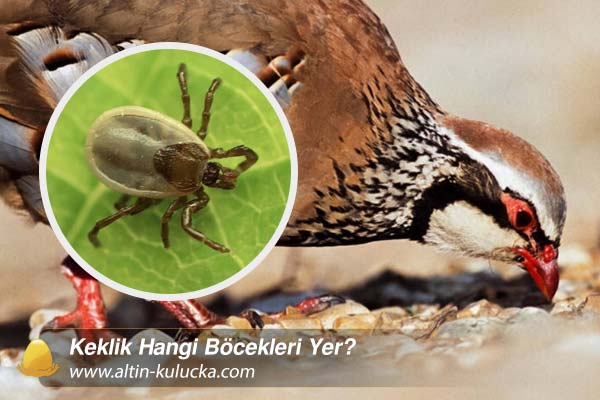 Keklik Hangi Böcekleri Yer?