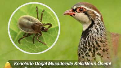 Kenelerle Doğal Mücadelede Kekliklerin Önemi