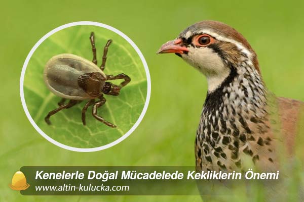 Kenelerle Doğal Mücadelede Kekliklerin Önemi